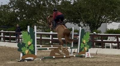 Mare French Saddle Pony For sale 2021 Chesnut