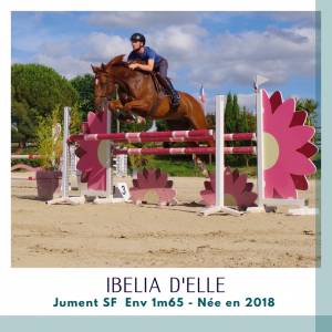 Yegua silla francés en venta 2018 alazán