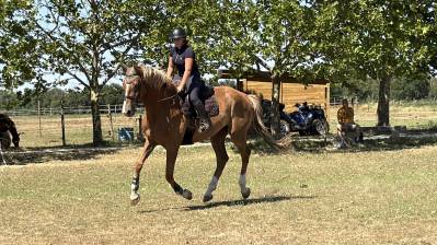 Castrone sella francese in vendita 2018 crine lavato