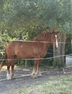 à vendre – cheval croisé breton x selle français