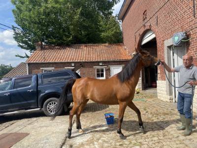 Jument psa de 14 ans à vendre