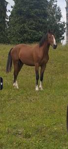 Ruin Franse rijpony PFS Te koop 2024 Donker bruin / bai ,  Atchoum des Lich&egrave;res