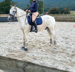 Sella da dressage thorowgood   17.5