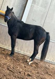 Américan paint horse apha