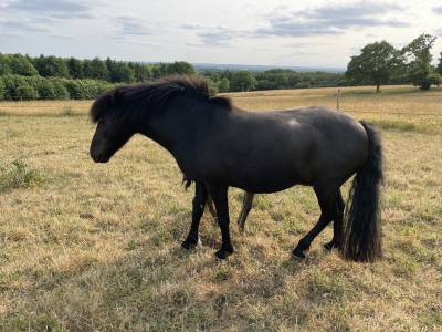 Merrie Dartmoor Te koop 2010 Zwart