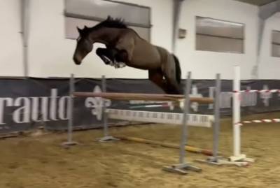 Hongre BWP Cheval de Sang Belge A vendre 2019 Bai brun par FONCETTI VD HEFFINCK