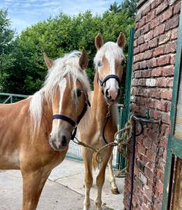 2 haflingers pp
