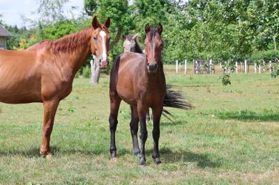 Magnifique mâle de 2 ans – origines sport
