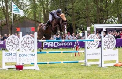 Stallion selle français for sale 2016 liver chestnut