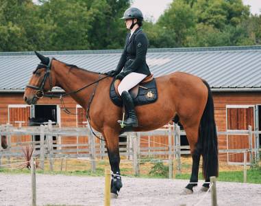 Gelding French Trotter For sale 2020 Bay