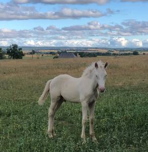 Veulen (ml) Welsh Partbred Te koop 2026 Cremello