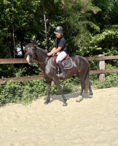 Ponette D - New Forest 