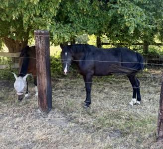 Ponette D - New Forest 