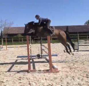 Caballo castrado silla francés en venta 2021 bayo por apache d adrier