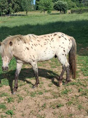 Dekhengst Bekend ras Te koop 2023 Appaloosa ,  Cadzar des bertaines
