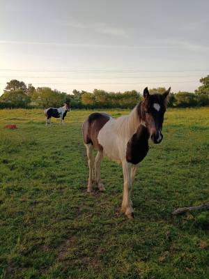 Filly No Origin Recorded For sale 2025 Coloured