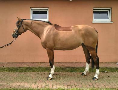 Aes- jumping mare 