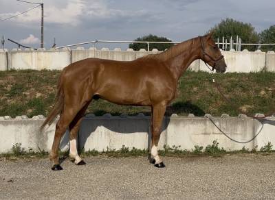 Hongre sf 3 ans monté