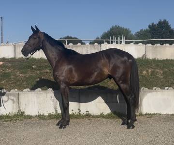 Hongre zangersheide 3 ans monté