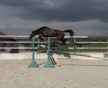 Jument sf 3 ans monté