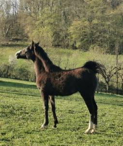 Veulen (vr) New Forest Te koop 2025 Schimmel ,  Othello De Rocamadour