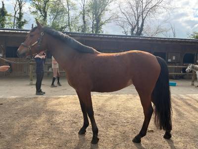Mare French Saddle Pony For sale 2020 Bay