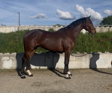 Hongre 3 ans monté 