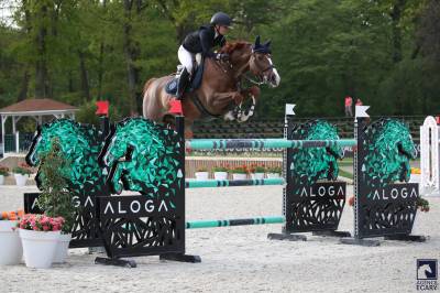 Gelding BWP Belgian Warmblood For sale 2011 Chesnut