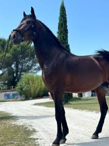 Hongre 4 ans pre 