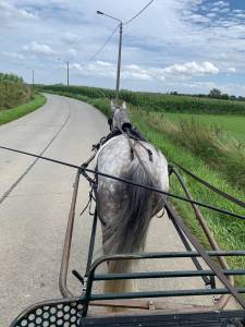 Cheval à vendre hongre de 11 ans 