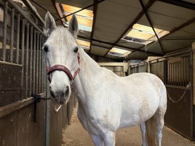 Cheval à vendre 
