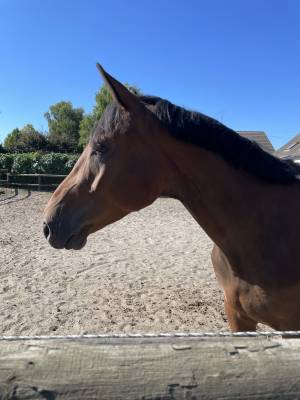 Gelding selle français for sale 2021 bay
