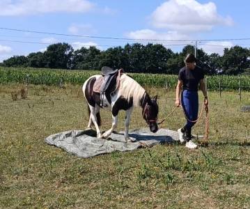 Mare Pottok  For sale 2024 Tobiano