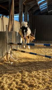 Chevaux et poneys 