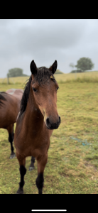 Filly Origin Recorded For sale 2024 Bay