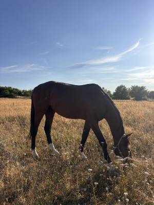Cheval sf