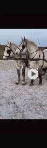 Jument percheron