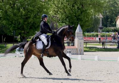 Hongre - KWPN - 14 ans - Dressage / PSG - France