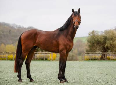 Mare saddle horse for sale 2020 grey