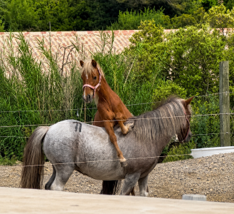 Draagmerrie Andere pony rassen Te koop 2024 Vos