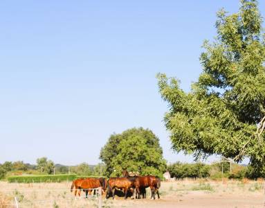 Propriete de 15 hectares avec maison tarn et garonne
