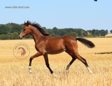 Merrie Welsh Pony (Section B) Te koop 2022 Vos
