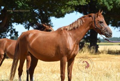 Merrie Welsh Pony (Section B) Te koop 2022 Vos