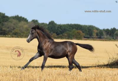 Filly Welsh Pony (Section B) For sale 2026 Grey