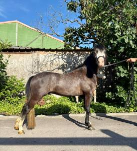 Incroyable poney welsh plein papiers à découvrir !
