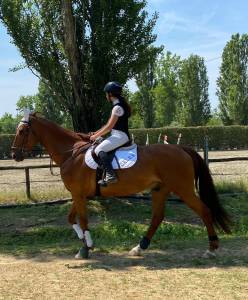 Castrone irlandese in mezza fida 18 anni