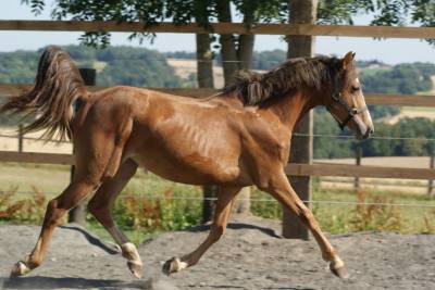 Veulen (vr) Franse rijpony PFS Te koop 2025 Vos ,  Carwyn d'isky