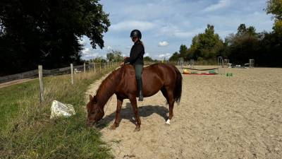 Merrie Franse rijpony PFS Te leen 2014 Koffie vos