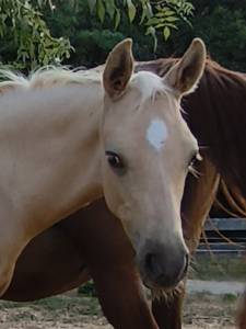 Colt Welsh Part Bred For sale 2026 Palomino