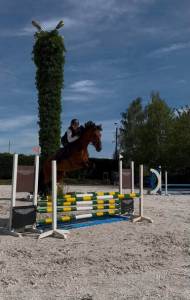 Odiséa gentille jument de 8 ans , 1.55 au garrot 